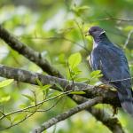 Prečo holuby nesedia na stromoch: dôvody a zaujímavé fakty Rozmnožovanie vtákov v holubníku